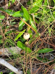 Geobalanus oblongifolius