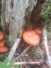 Lactarius aurantiacus