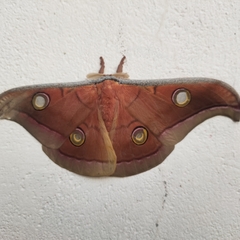Antheraea