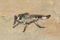 Efferia albibarbis