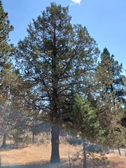 Juniperus occidentalis