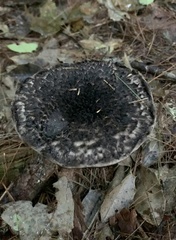 Strobilomyces strobilaceus