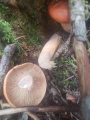 Lactarius aurantiacus