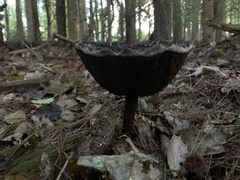 Strobilomyces strobilaceus