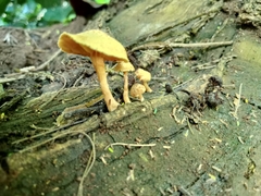 Heimiomyces tenuipes