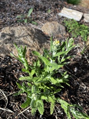 Pseudognaphalium stramineum