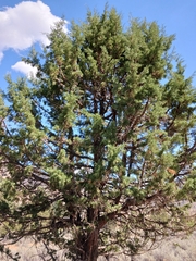 Juniperus occidentalis