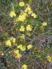 Phebalium bullatum