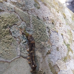 Bryum argenteum