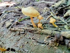 Heimiomyces tenuipes