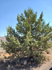 Juniperus occidentalis