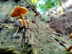 Heimiomyces tenuipes