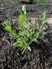 Pseudognaphalium stramineum