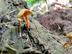 Heimiomyces tenuipes