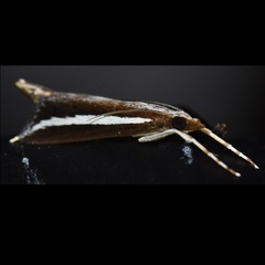 Carectocultus perstrialis