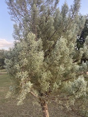 Cupressus arizonica