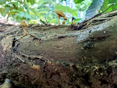 Heimiomyces tenuipes