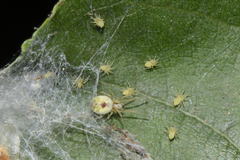 Nigma puella