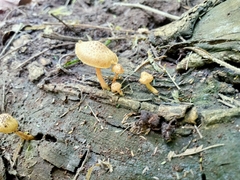 Heimiomyces tenuipes