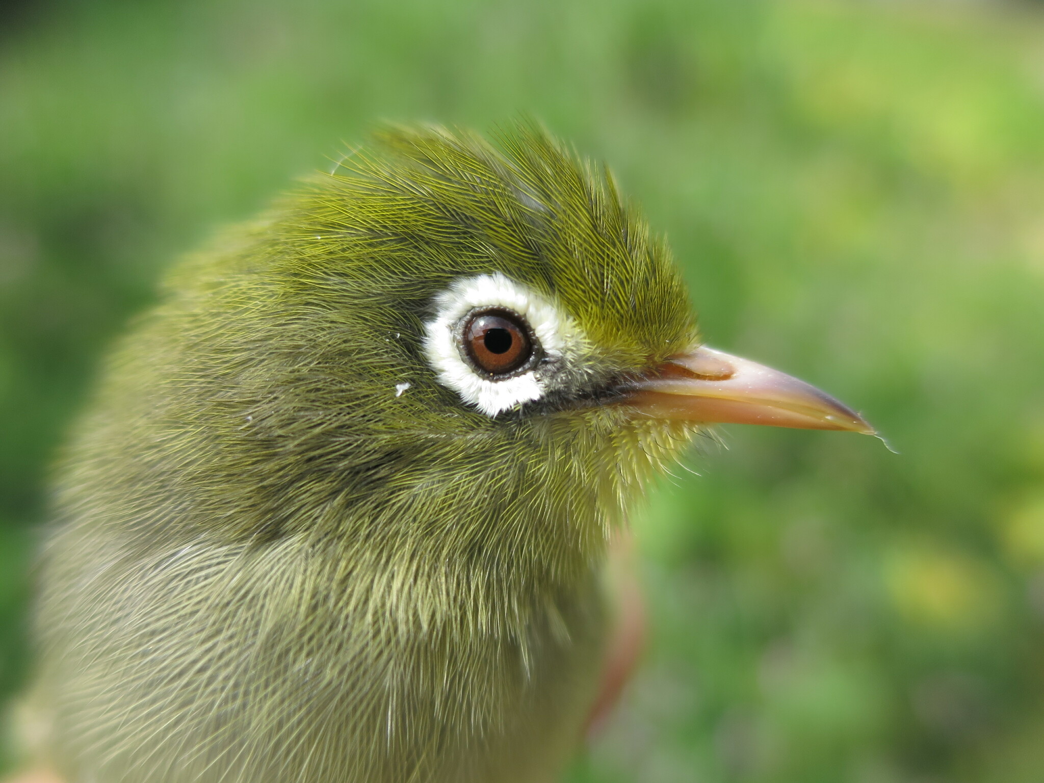 Sao Tome White-eye (Zosterops feae), photo 2