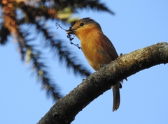 Pachyramphus castaneus