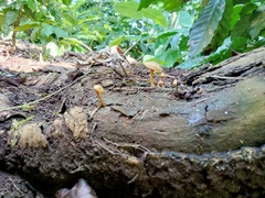 Heimiomyces tenuipes