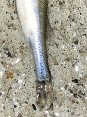 Notropis atherinoides