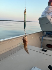 Neogobius melanostomus