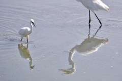 Egretta garzetta