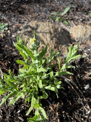 Pseudognaphalium stramineum