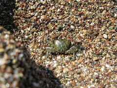 Pachygrapsus crassipes