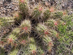 Echinocereus enneacanthus enneacanthus