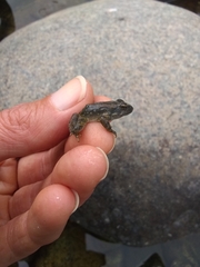 Rana boylii