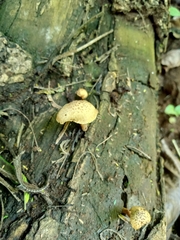 Heimiomyces tenuipes