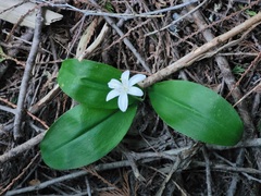 Clintonia uniflora