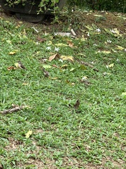 Amandava amandava