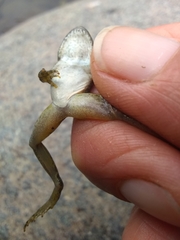 Rana boylii