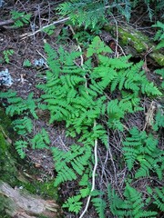 Gymnocarpium
