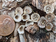Nidulariaceae