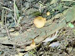 Heimiomyces tenuipes