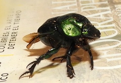 Phanaeus amithaon