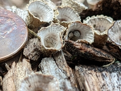 Nidulariaceae