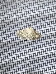 Anania coronata
