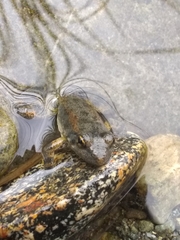 Rana boylii