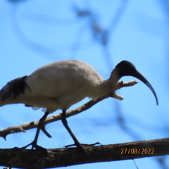 Threskiornis molucca