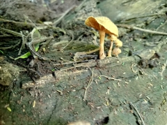 Heimiomyces tenuipes