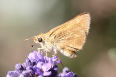Ochlodes sylvanoides
