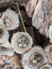 Nidulariaceae