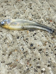 Notropis atherinoides