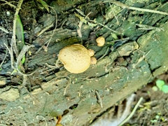 Heimiomyces tenuipes